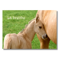 Birthday Capalla - Pack Of 6