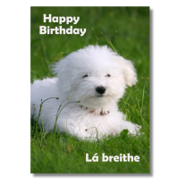 Happy Birthday Grass Puppy - Pack Of 6